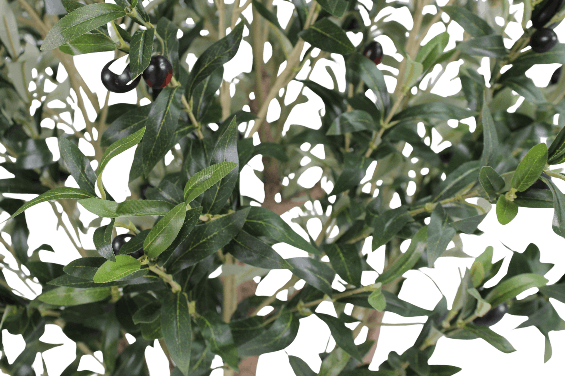 Faux Ligurian olive tree foliage