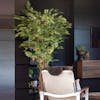 Artificial weeping fig ficus liana luxury fake plant in dark panelled living room