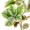 Artificial ficus elastica foliage
