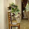 Artificial ficus elastica plant on wooden chair