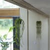 Artificial ficus pumila plant hanging from wooden beam