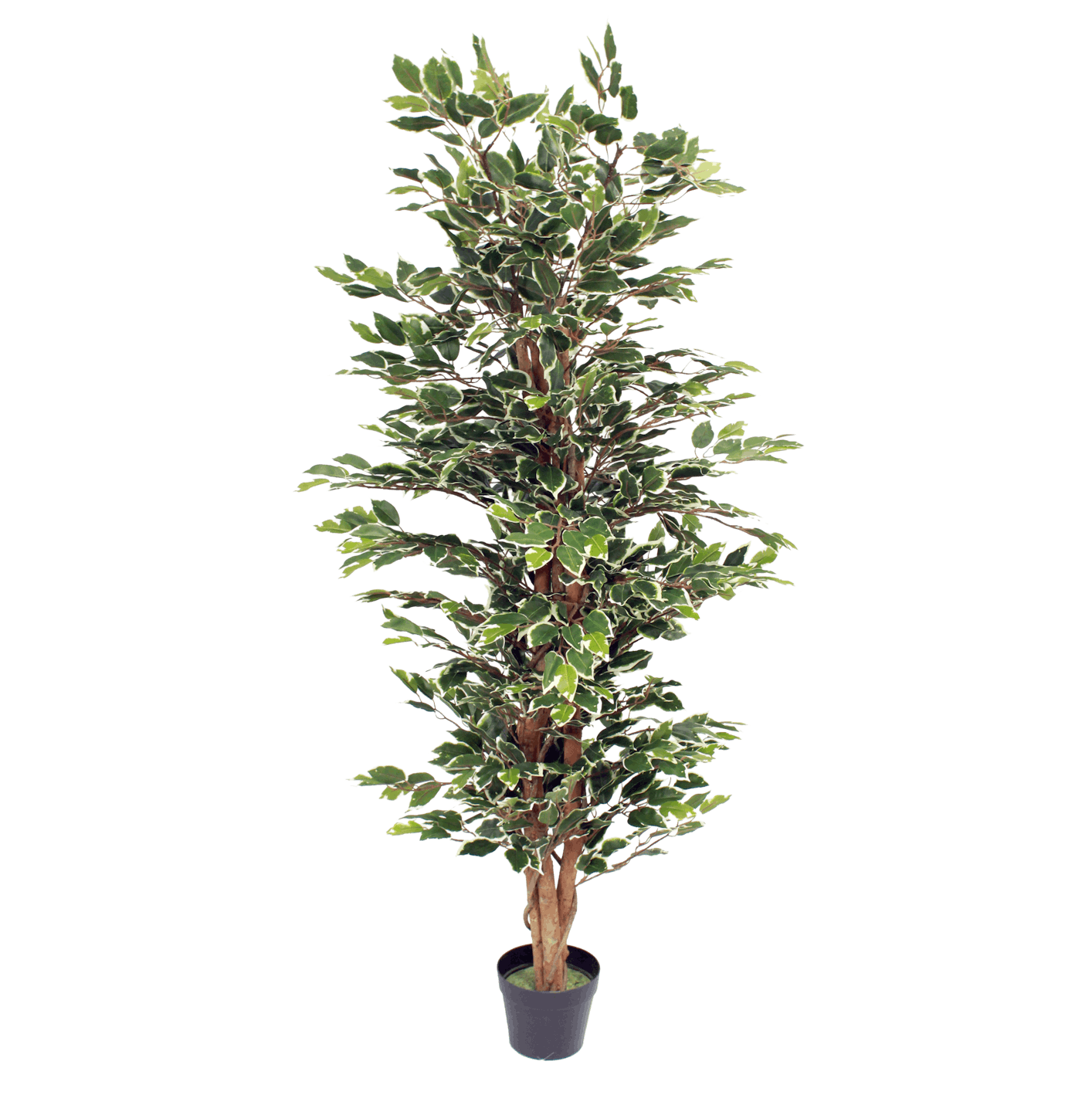 Artificial variegated ficus tree 150cm