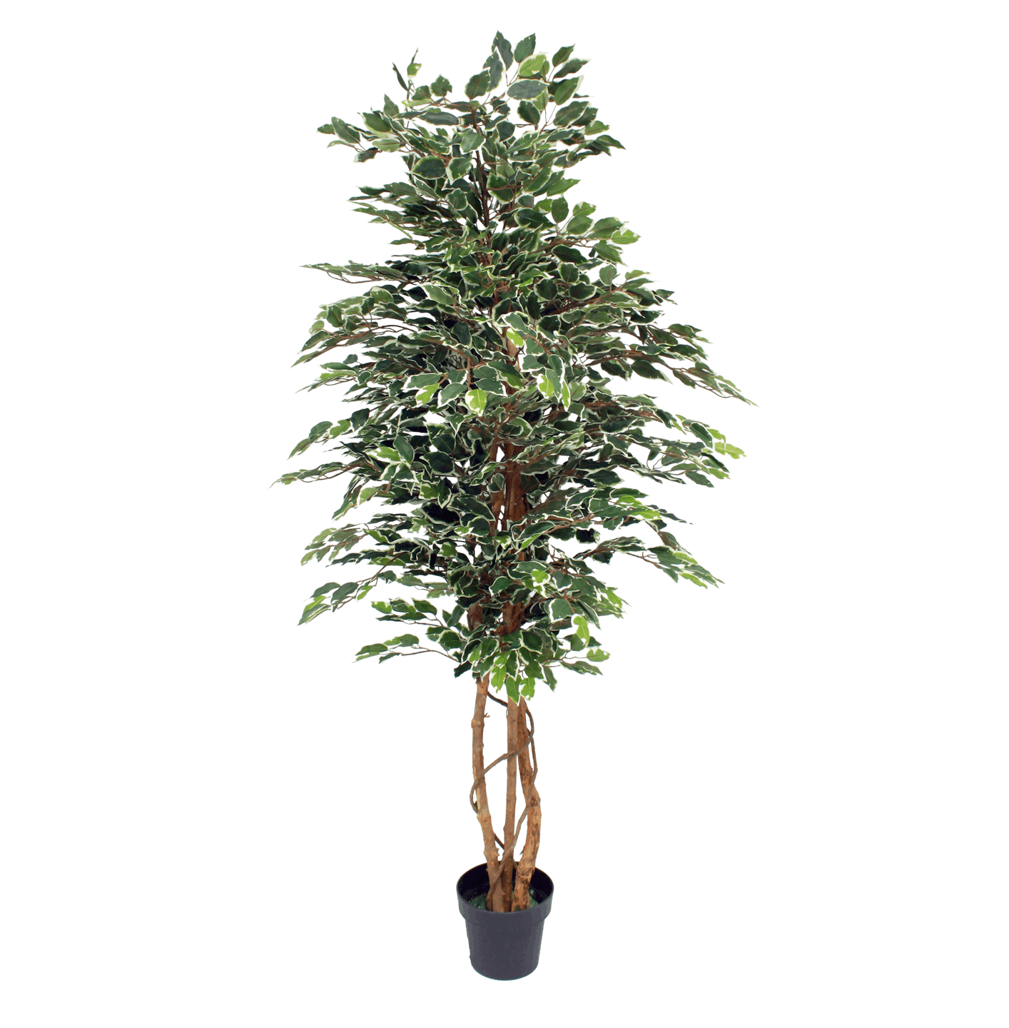 Artificial variegated ficus tree 180cm