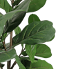 Artificial fiddle leaf fig foliage closeup of glossy green textured leaf