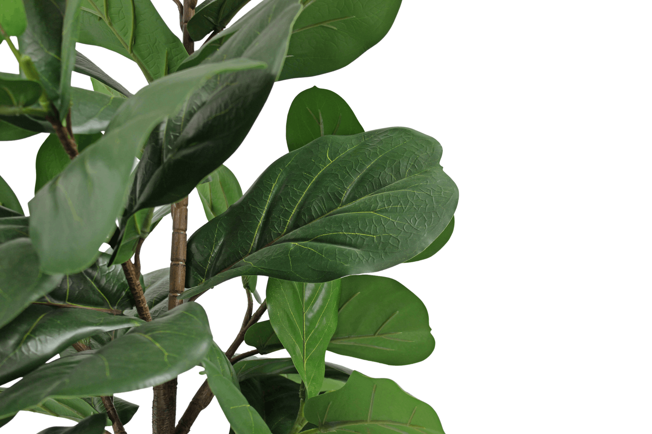 Artificial fiddle leaf fig foliage closeup of glossy green textured leaf