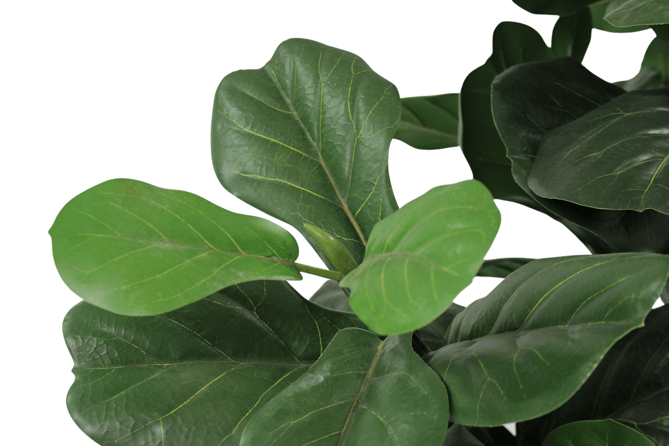 Fake fiddle leaf fig closeup sowing newly grown leaf and shoot