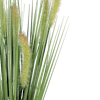 Foxtail grass spike foliage