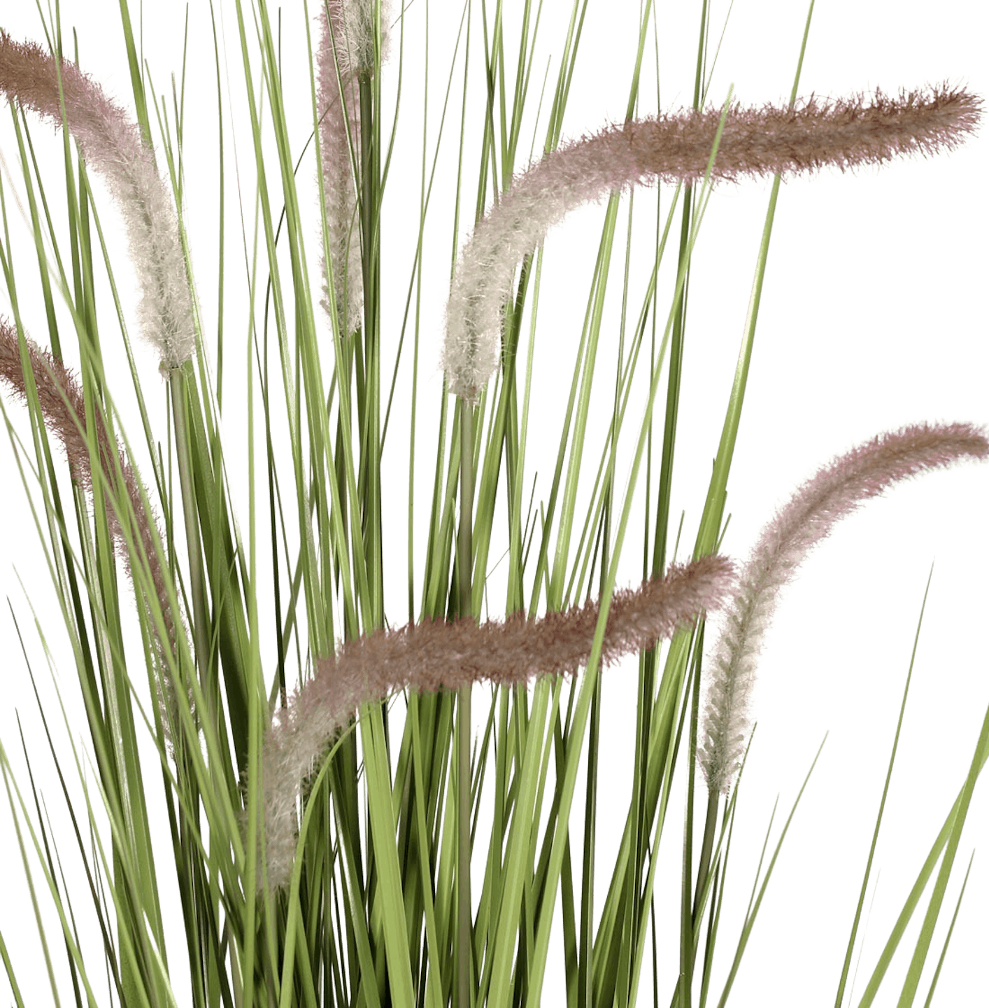 Artificial foxtail grass plant foliage