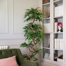 Fruticosa plant in living room beside green couch