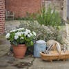 faux cream geranium patio planter
