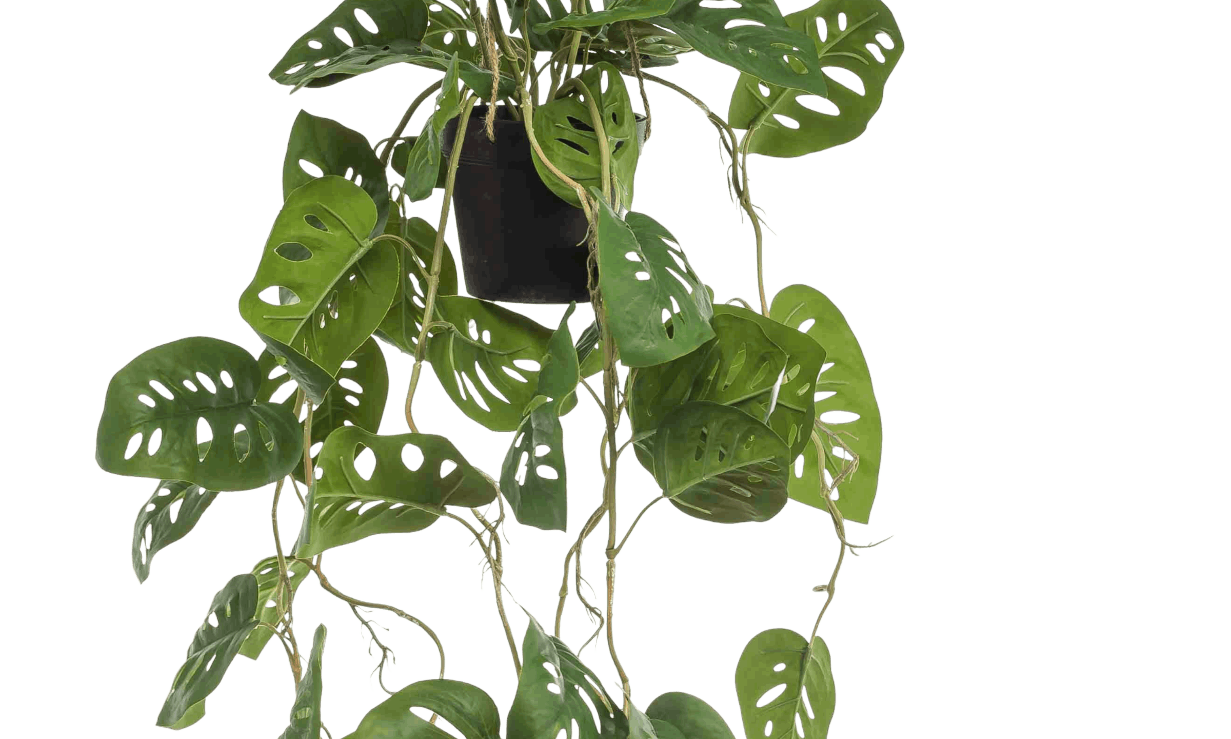 Closeup of hanging faux monkey monstera foliage