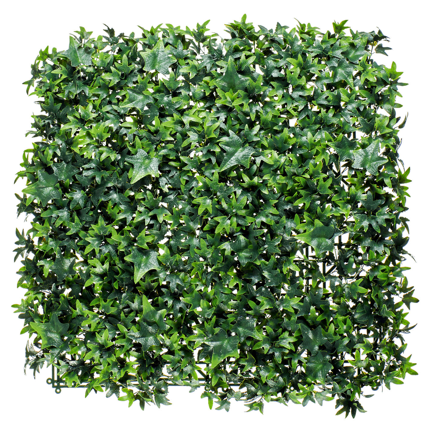 Ivy foliage living wall on a black background