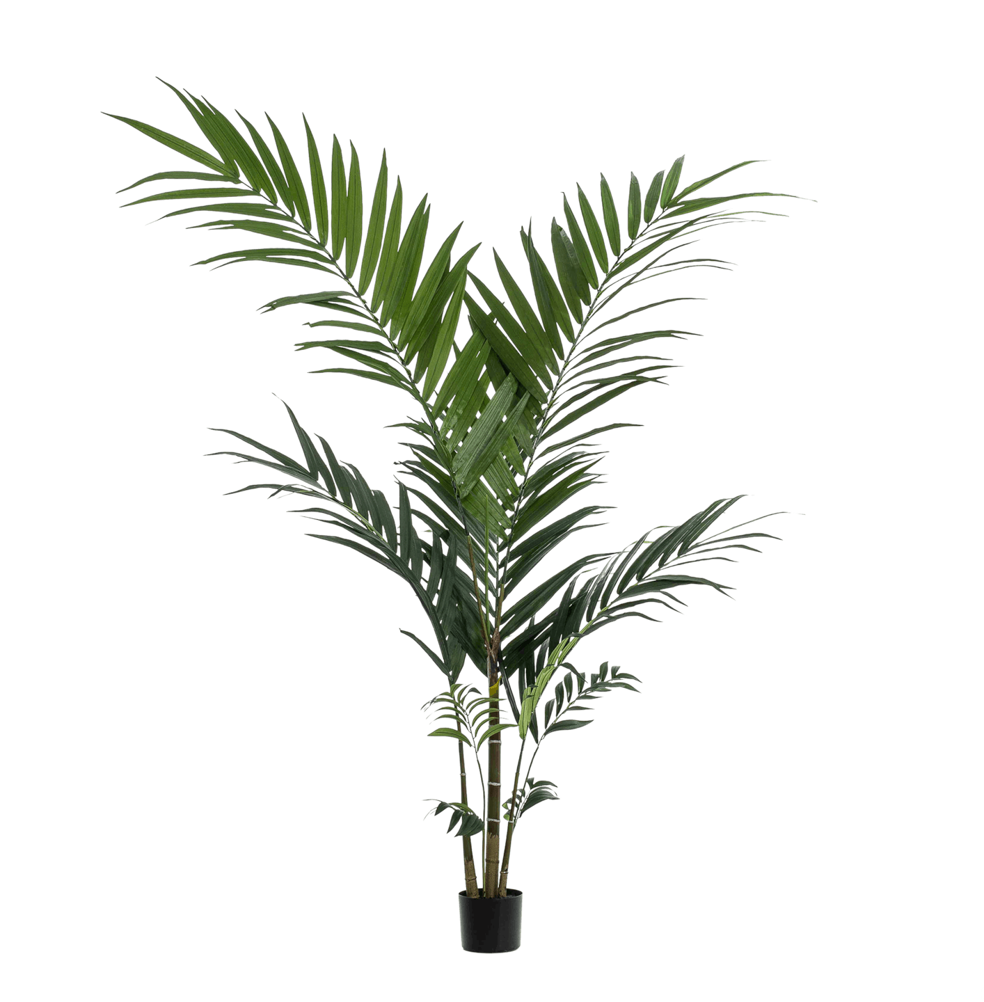 Artificial kentia palm in a black pot