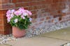Artificial pink geranium bush by brick wall