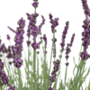 Artificial lavender tin planter flowers