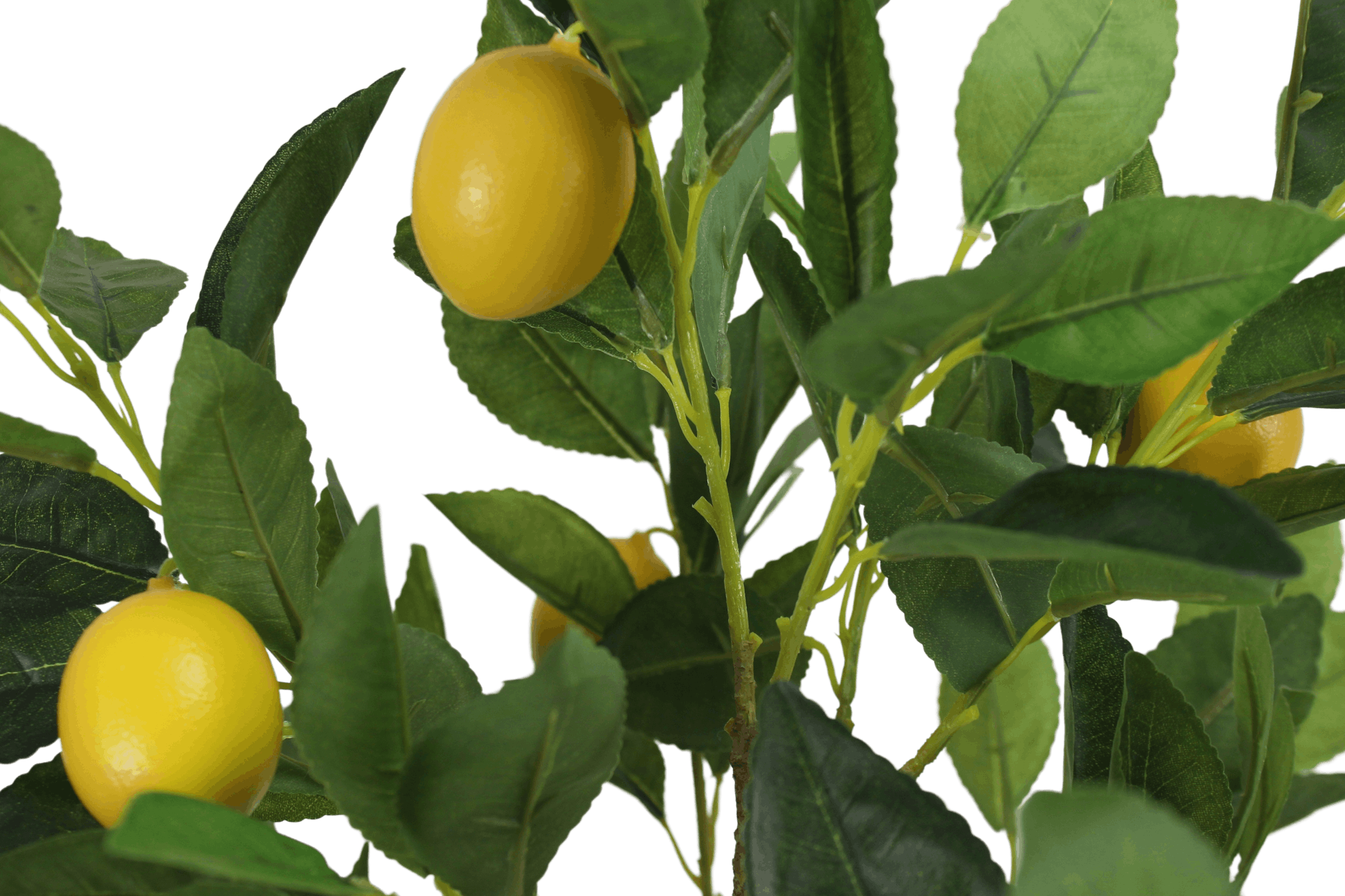 Faux lemon bush foliage
