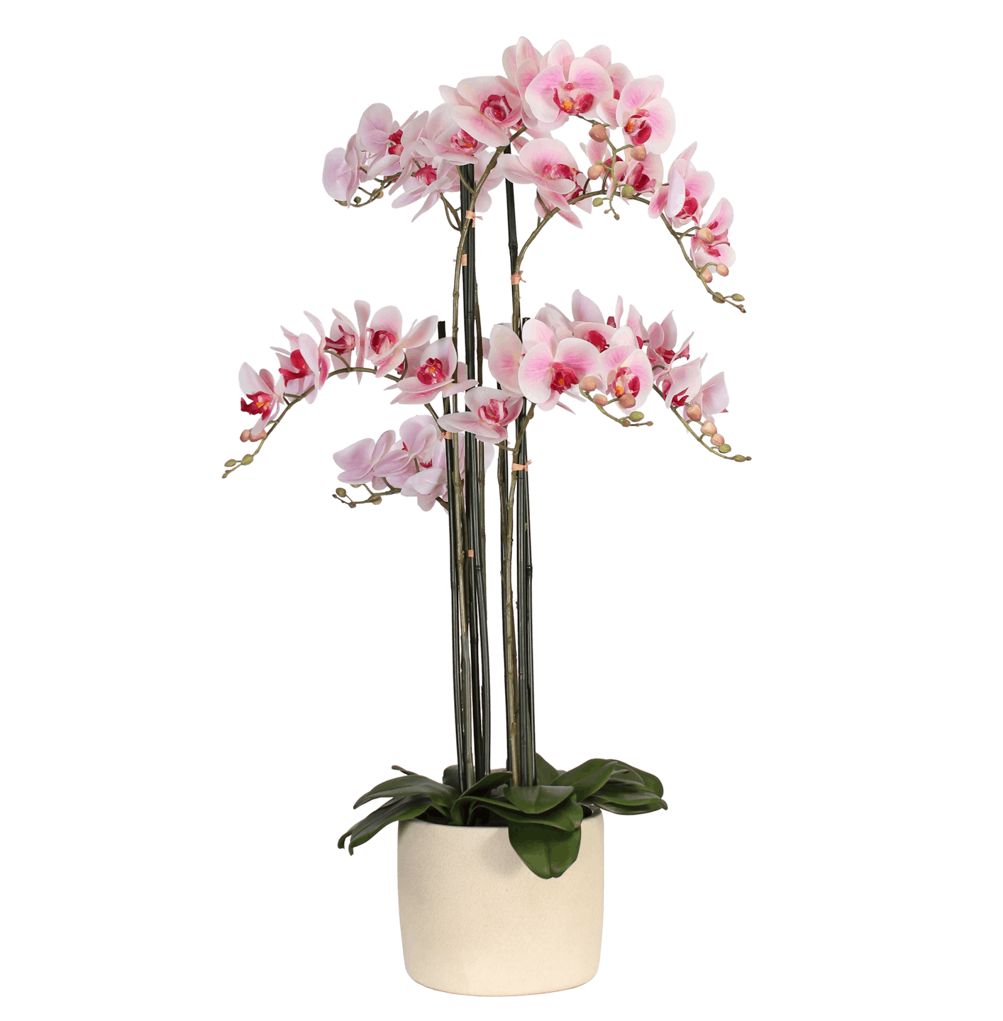 Artificial phalaenopsis blume orchid