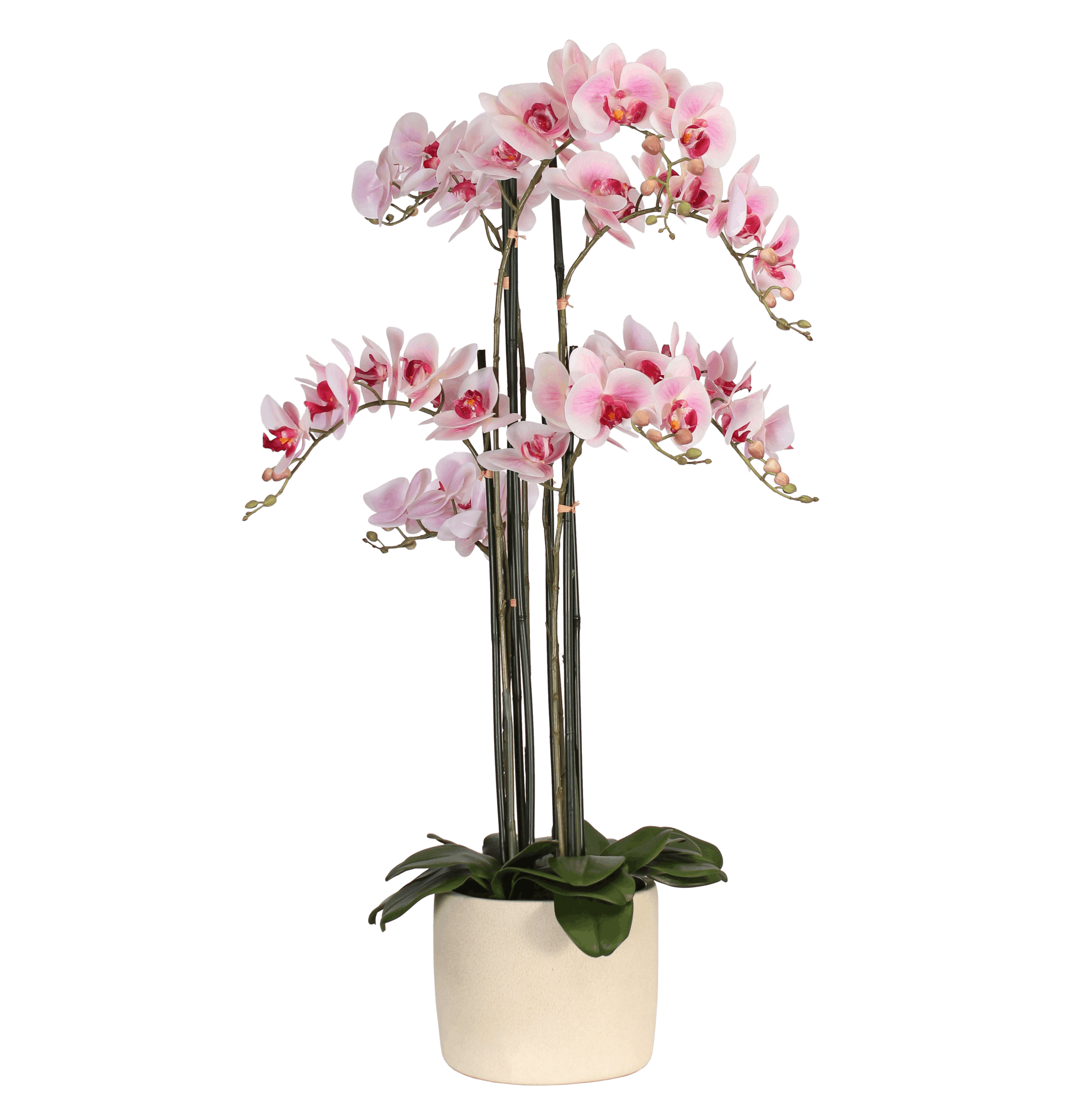 Artificial phalaenopsis blume orchid