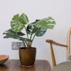 Artificial monstera houseplant sat on coffee table with armchair