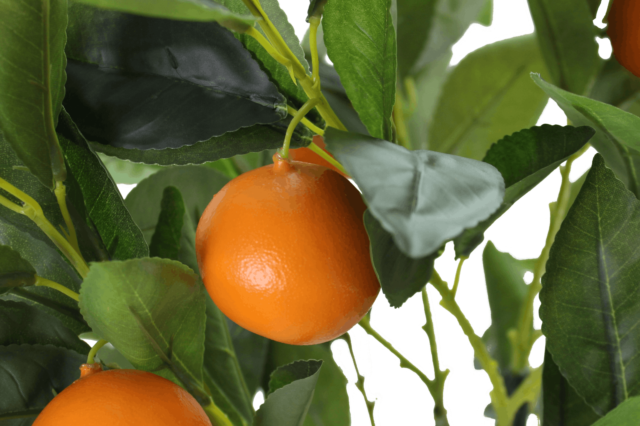 faux-orange-bush-foliage