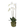 Artificial moth phalaenopsis orchid