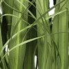 Artificial pampas grass foliage