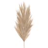 Brown artificial pampas grass stem