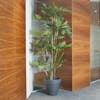 Artificial parlour palm in office space