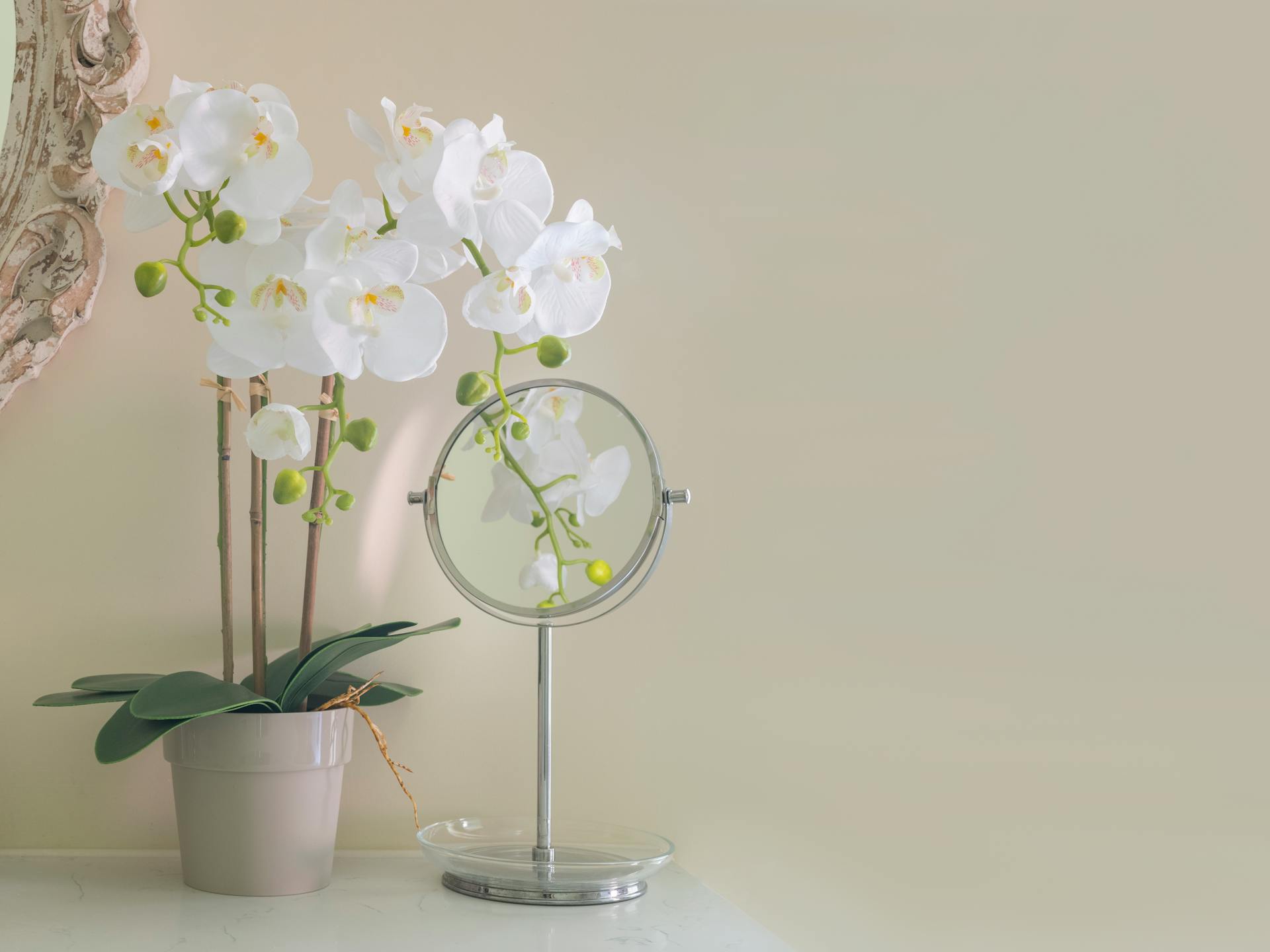 White artificial phalaenopsis orchid in bathroom