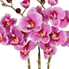 Pink artificial phalaenopsis orchid flowers