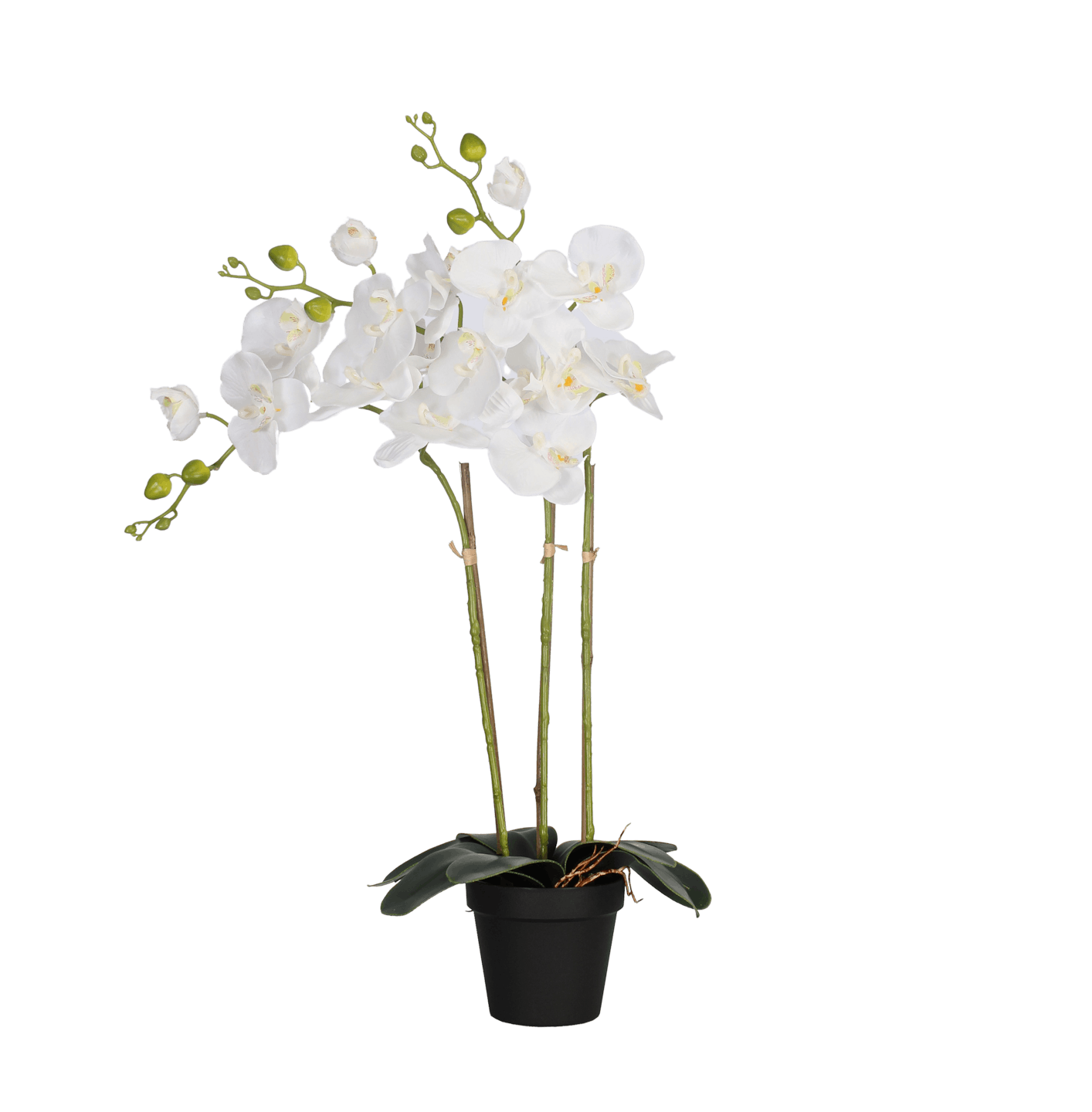Artificial phalaenopsis orchid white