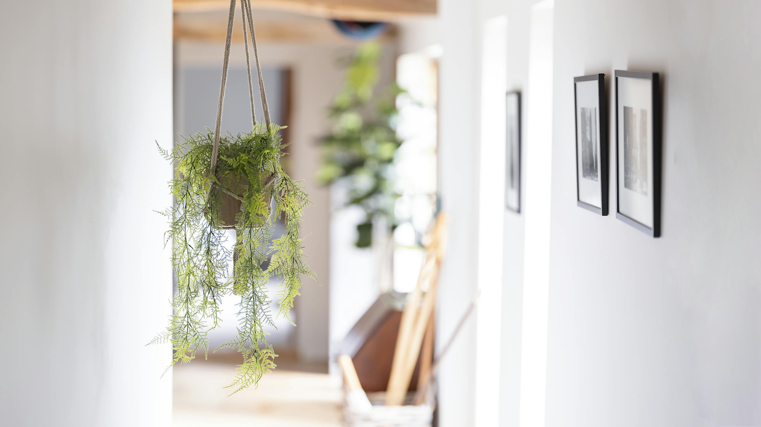 Hanging artificial plumosus fern in hallway