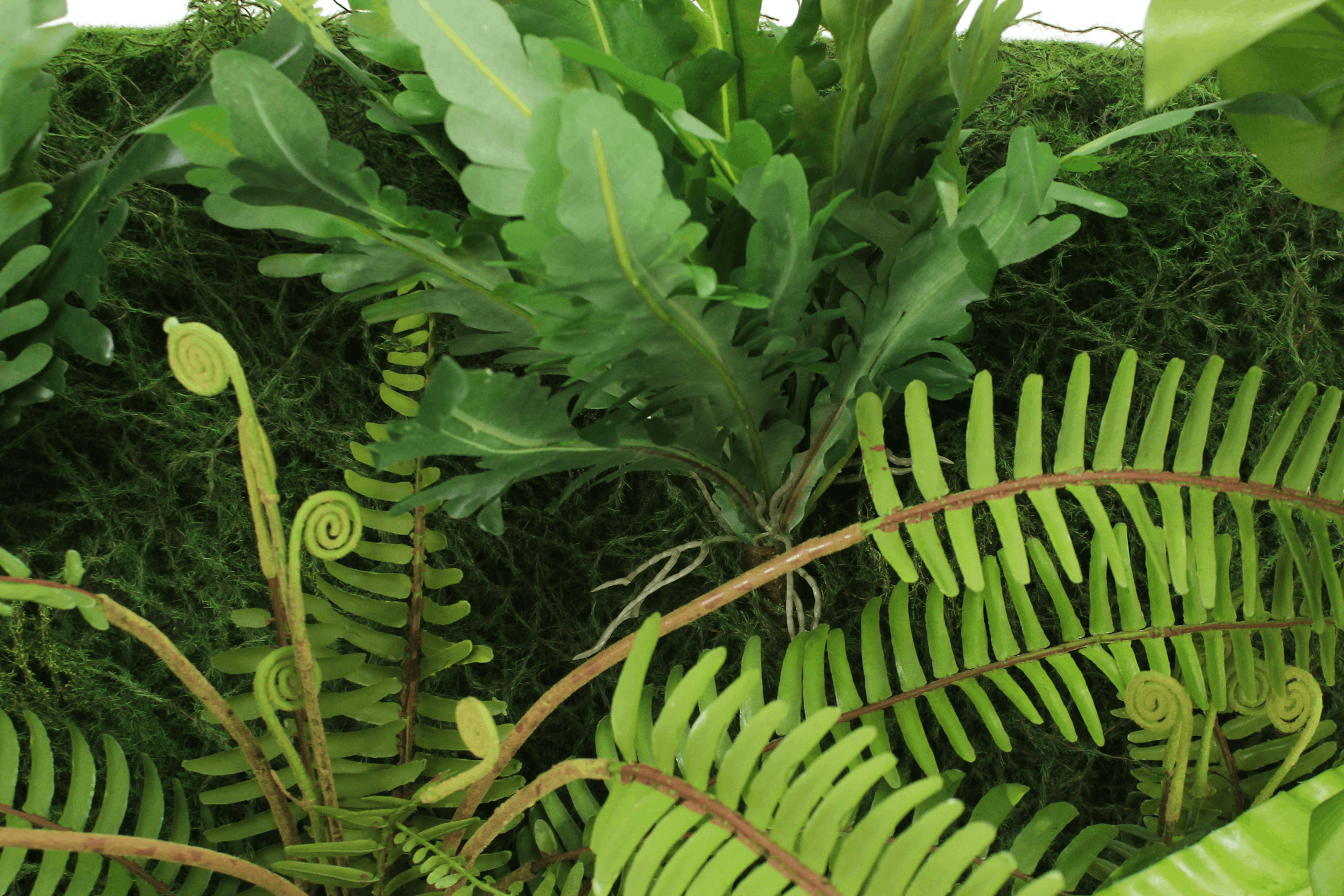 Artificial rainforest living wall foliage