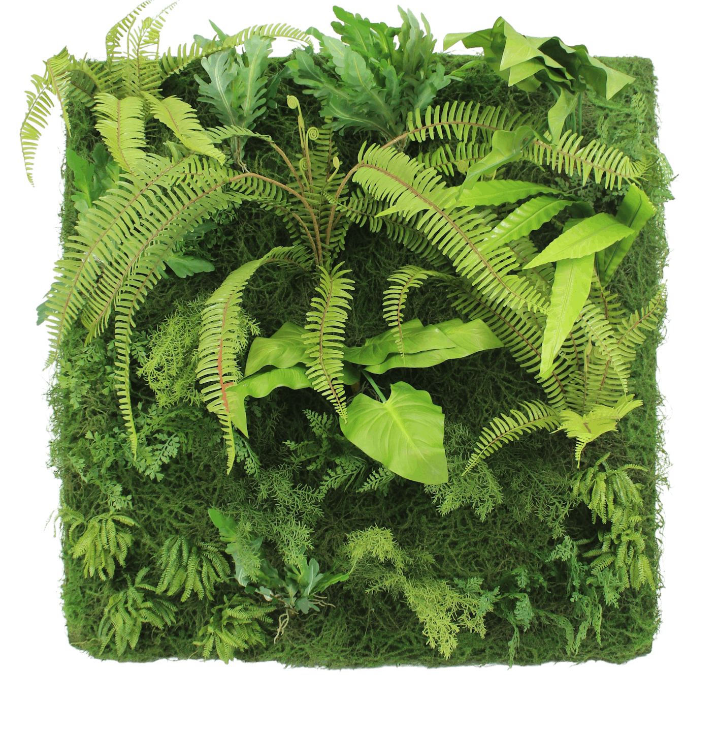 Artificial rainforest living wall