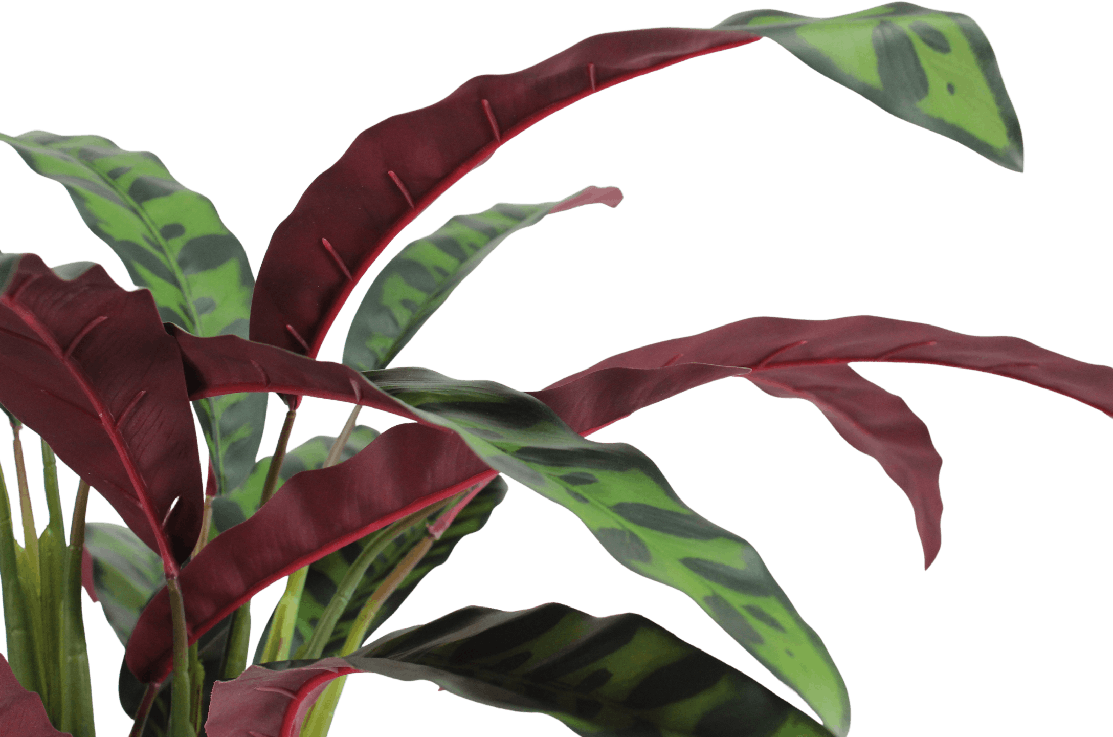 Artificial rattlesnake calathea leaves