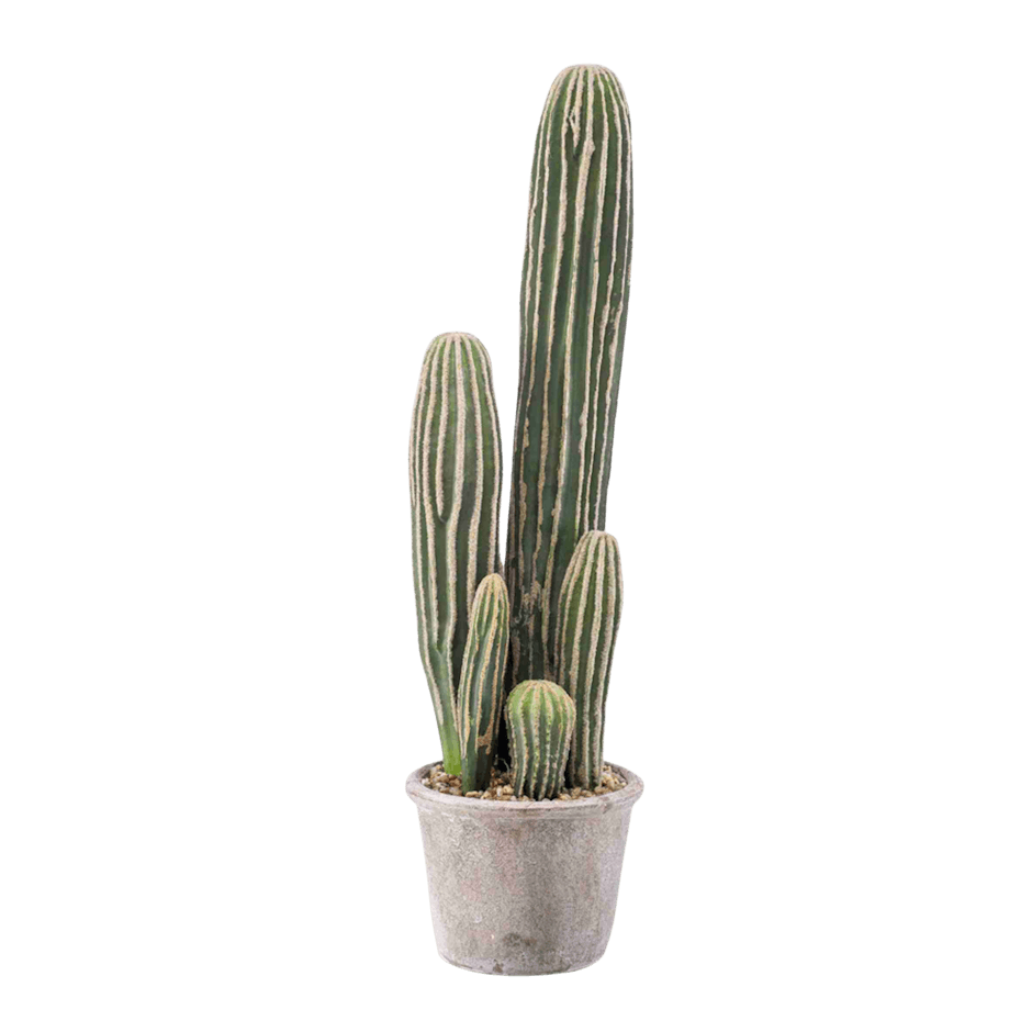Artificial san pedro cacti