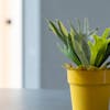 Artificial staghorn fern on table