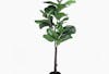 Faux 150cm fiddle leaf fig tree