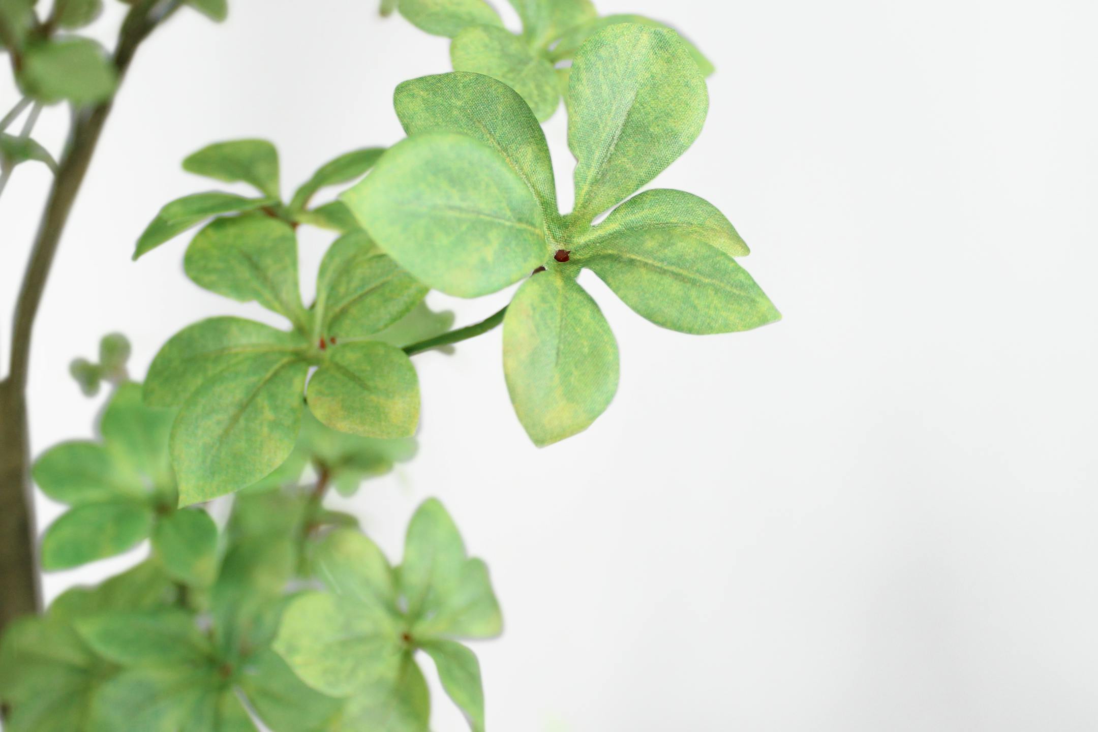 Artificial green tropaeolum tree foliage on white background.