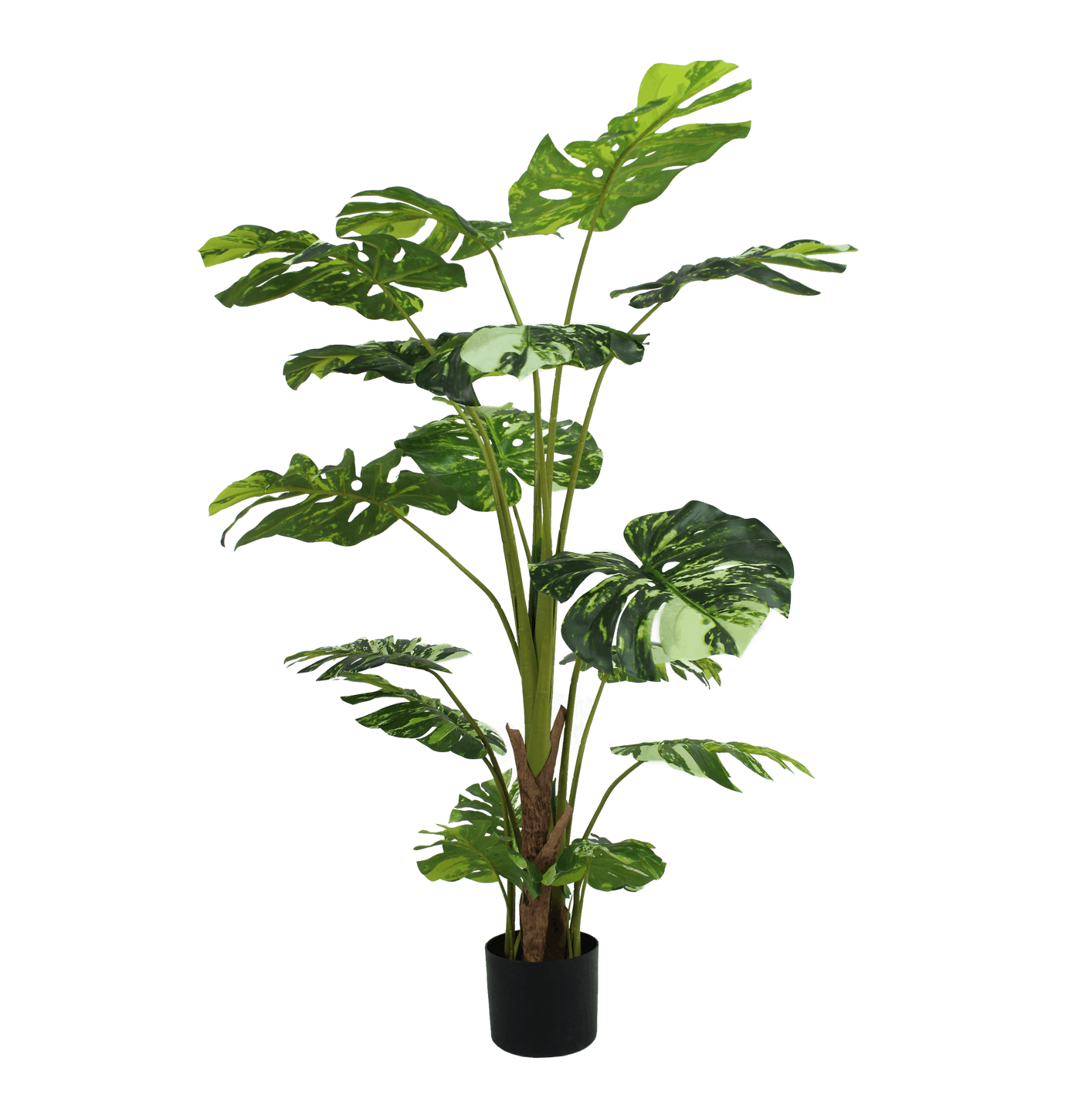 Artificial variegated monstera in a black pot
