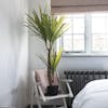 Artificial yucca plant on chair in bedroom