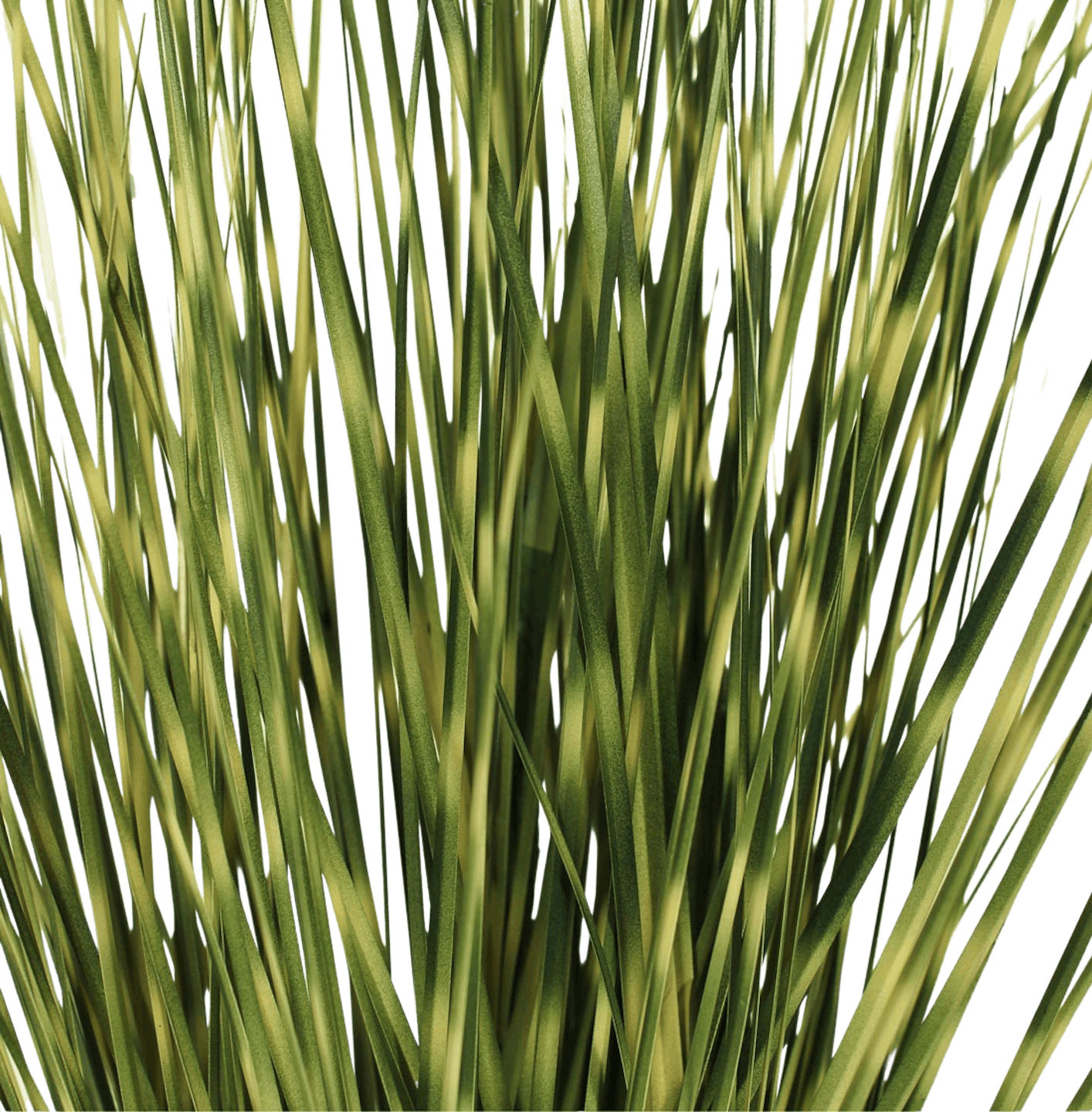 Artificial zebra grass close up