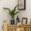 Faux zamioculcas plant on hallway table