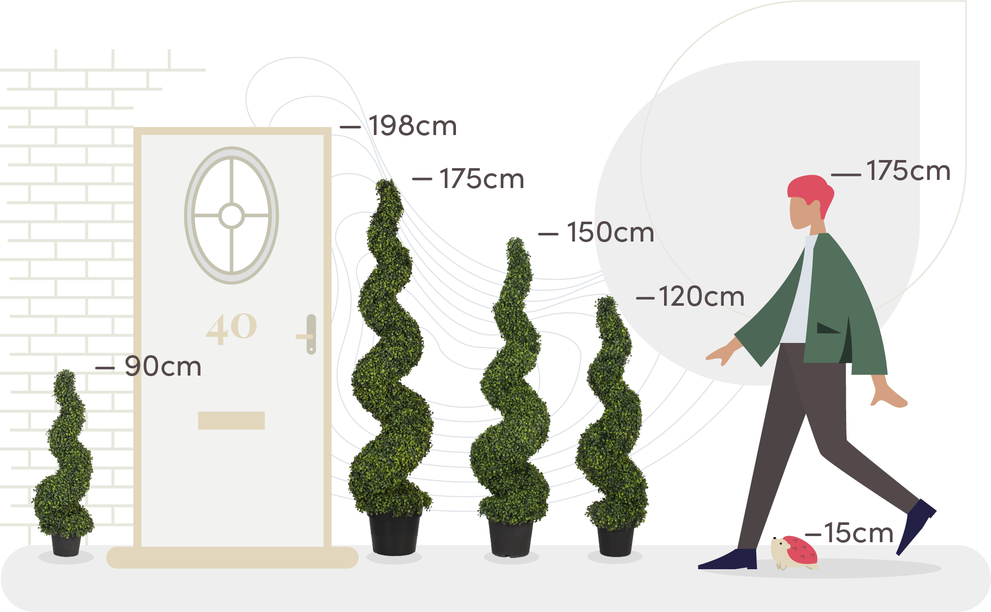 Boxwood spiral size comparison