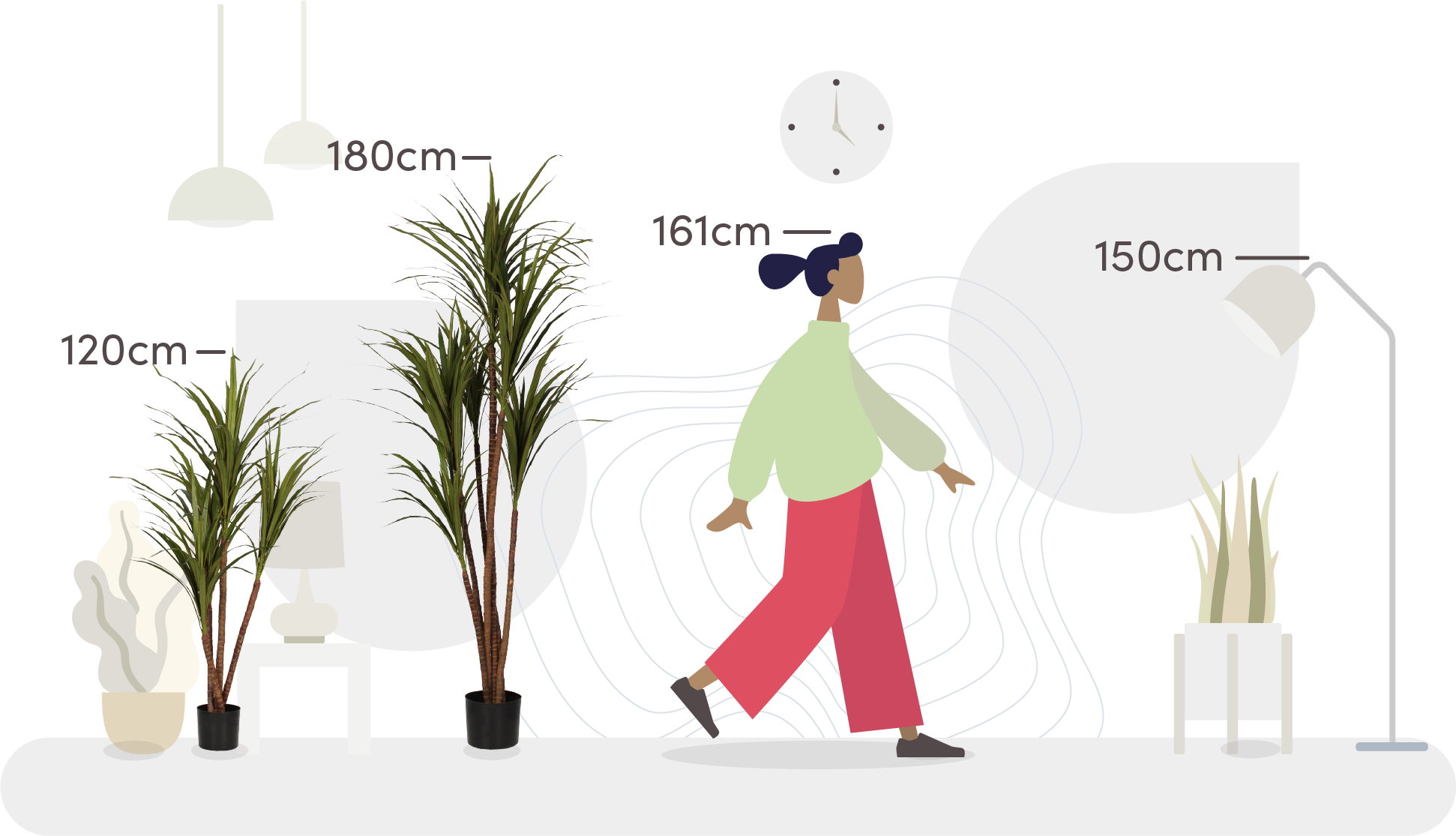 Dracaena marginata size comparison