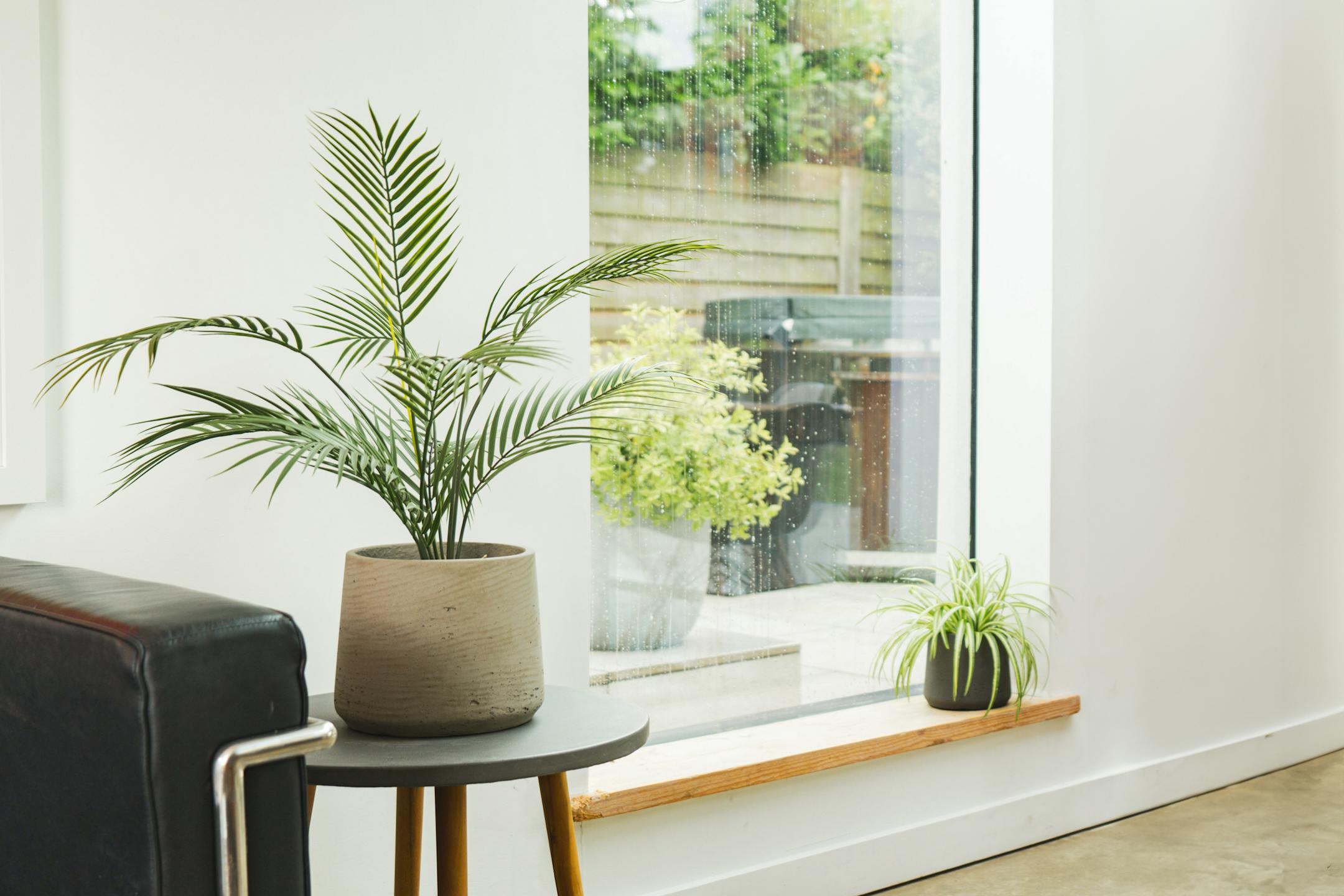 Small palm and spider plant on small side table