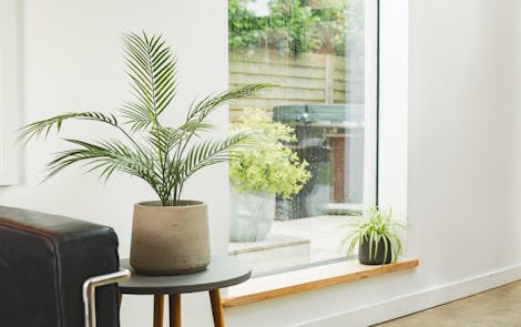 Small palm and spider plant on small side table