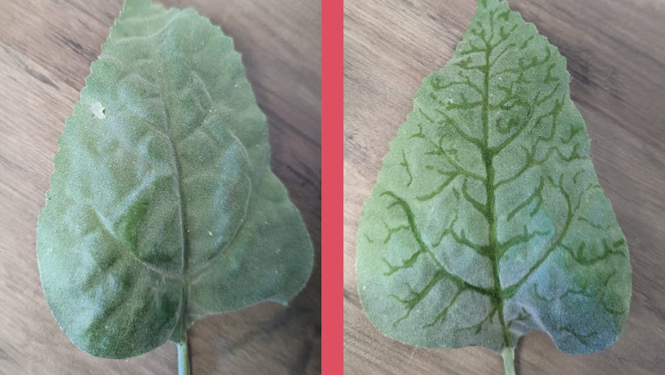 Leaf before and after adding details