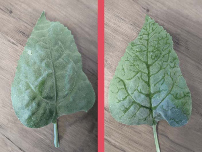 Leaf before and after adding details