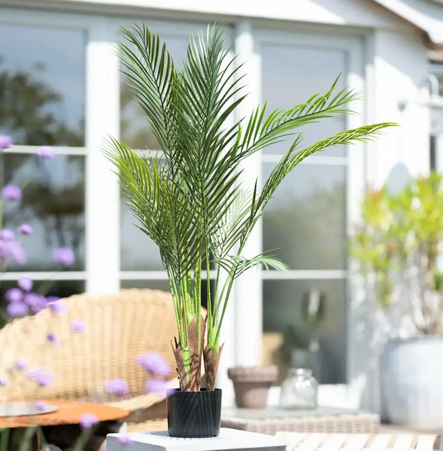 A areca palm on a table